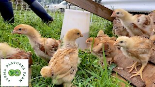 Introducing Chicks To Pasture