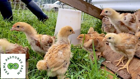 Introducing Chicks To Pasture