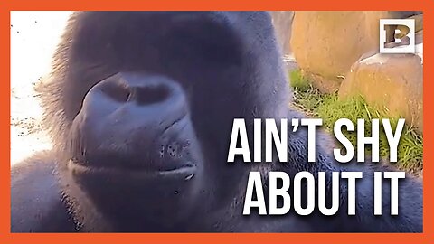 What Personal Space? Gorilla Gives Close-Up ASMR Experience at Santa Barbara Zoo