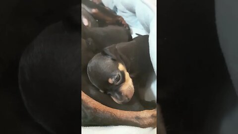 NEW BORN miniature pinscher puppies