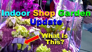 No. 1076 – Indoor Garden in The Shop Update