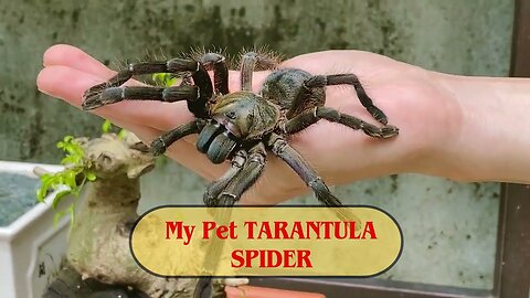 My Pet TARANTULA SPIDER Molted For The First Time! Insect Stories