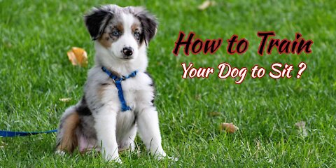Train your Puppy to Sit and Stay in Easy Steps