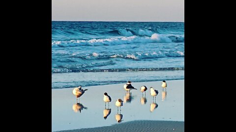 Gulf Coast Waves and Wildlife