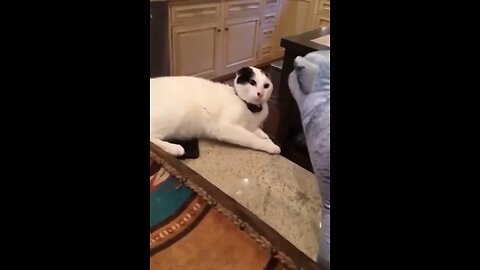 Funniest Cats and Dogs 🐶🐱 - Funny Animal Videos #8.