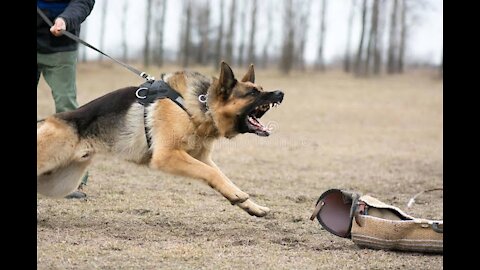 Guard Dog Training Full Video