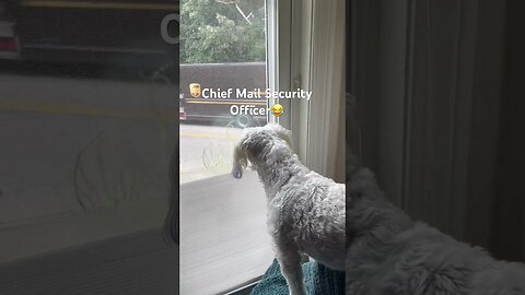 My dog vs The Mail Man —An Every Day Fight !