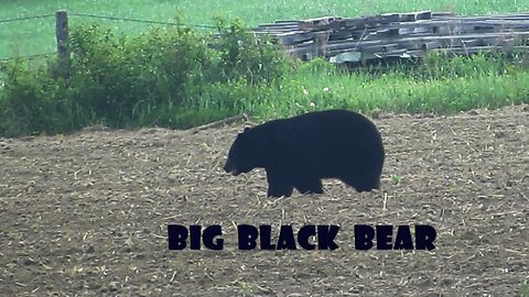 Black Bear in Back Field