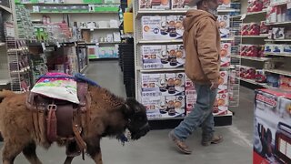 Farmer Brings His Young Buffalo To The Store With Him