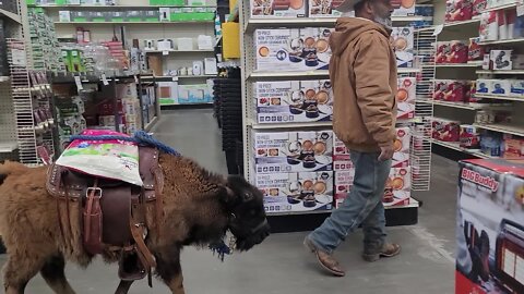 Farmer Brings His Young Buffalo To The Store With Him