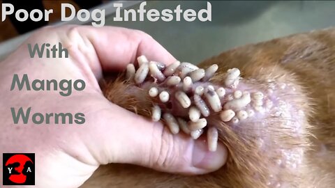 Poor Dog Infested With Mango Worms!