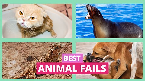 Cutest & Funniest Animal Fails 2024 | Hilarious Cats & Dogs Compilation | #shorts #funnyanimals
