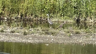 Great Blue Heron 2