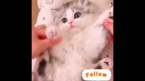 best cutest kitten 😂 amazing video