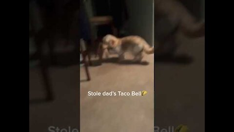 Dog Steals Owner's Food Package and Runs Away With it