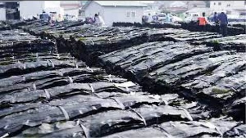 Dried Seaweed Laver Processing in Factory - Seaweed Harvesting - Green Laver Factory