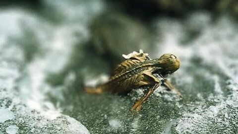 Mysterious objects trapped in ice for 200 years