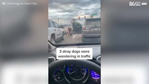 Senhora salva 3 cães abandonados na estrada