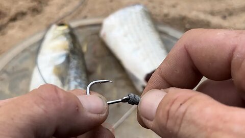 How To Rig To Catch And Release Alligator Gar 🦖