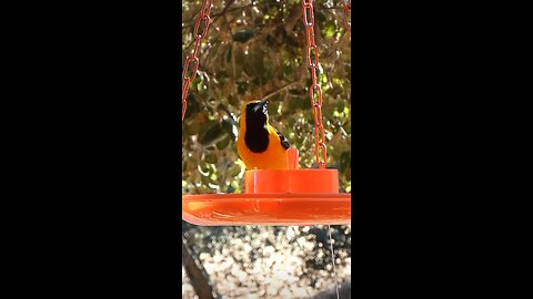 Hooded Oriole🐦Evening Jelly Feast