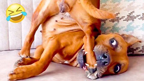 FUNNIEST Pet Fails Of 2024_ -- Try Not To Laugh 😂😂