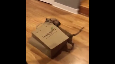 Pup Gives Owner A Helpful Paw With The Groceries