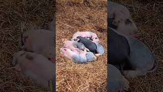 8 Little Pigs in a Pile @UncleTimsFarm #kärnəvór #carnivore #shorts #hereford #freerangepigs