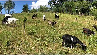 WE LOVE GOATS GRAZING!