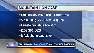 Idaho Fish and Game investigating mountain lion poaching