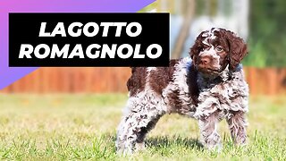 Lagotto Romagnolo 🐶 One Of The Rarest Dog Breeds In The World #shorts