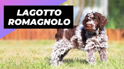 Lagotto Romagnolo 🐶 One Of The Rarest Dog Breeds In The World #shorts