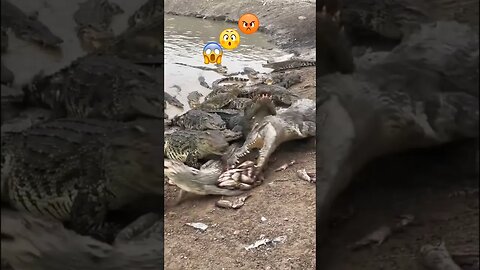 Hungry Crocodile Eating 😱💯🔥 #shorts #crocodiles #viral