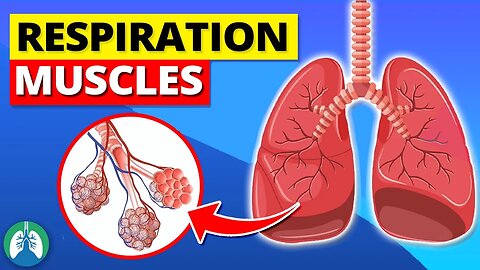 Muscles of Respiration *EXPLAINED* 🫁