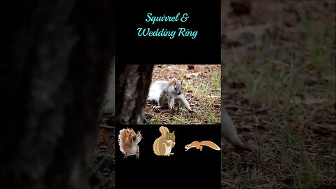💓💗💞💝#squirrel & #wedding #ring 💓💗💞💝