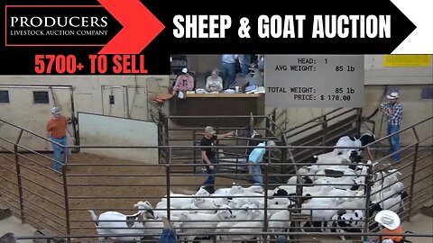 8/1/2023 - Producers Livestock Auction Company Sheep & Goat Auction