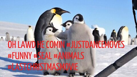Oh lawd he comin #justdancemoves #funny #seal #animals #LastChristmasMovie