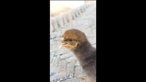 Baby chick Chirping Sound