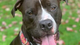 Relaxed dog slowly licks his leg