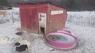 Ducks enjoying -3° weather