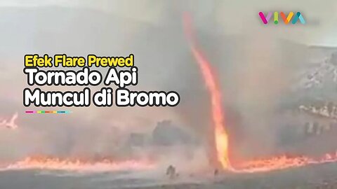 MENGGILA! Tornado Api Muncul di TNBTS Bromo, Flora-Fauna Terancam!