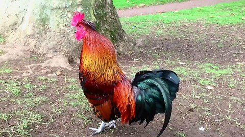 Rooster Crowing Compilation Plus - Rooster crowing sounds Effect 2022