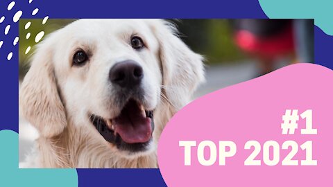 🐶 Top Funny Dog Videos 2021 #1 🐶 Cute Buddy 🐶 funnydoggo