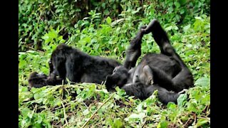 Gorillabrødre har det sjovt sammen i zoologisk have