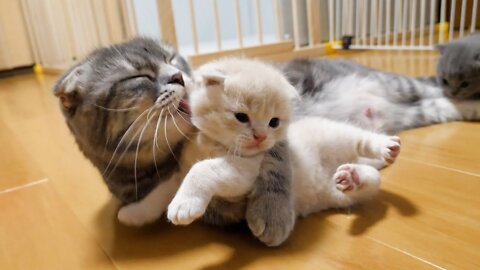 Mother cat bites a kitten, but it's a deep affection