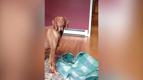 Funny Dog Loves When His Owner Wraps Him Up In A Blanket