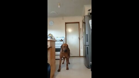 Big Dog Hilariously Says No To Nail Clipping