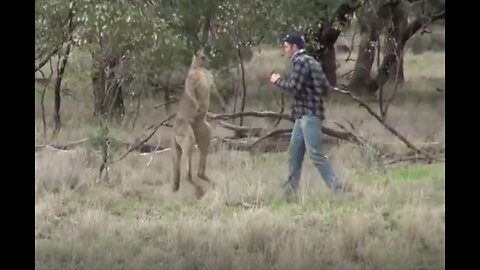 Kangaroo Try To Mess With Human Best Friend...