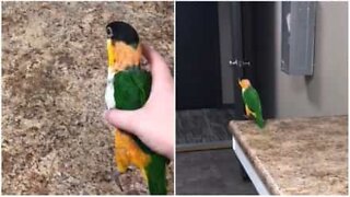 Bird imitates a kangaroo