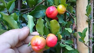 frutíferas produzindo em vaso a venda em Niterói RJ Brasil 🇧🇷