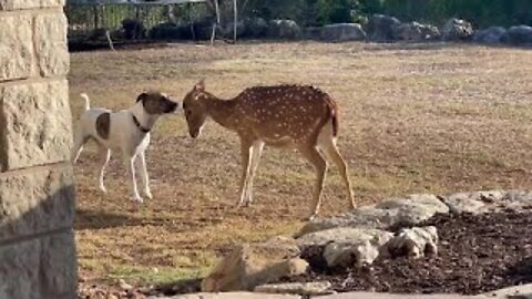 Dog shares sweet moment with rescued deer!